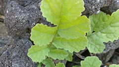 Raphanus raphanistrum raphanistrum