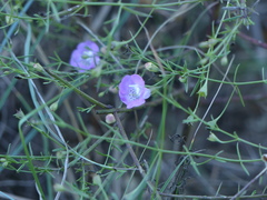 Agalinis strictifolia