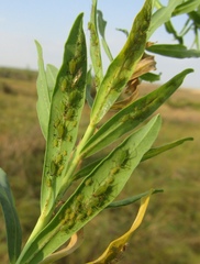 Acyrthosiphon cyparissiae