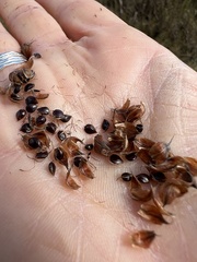 Bolboschoenus robustus