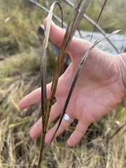 Bolboschoenus robustus