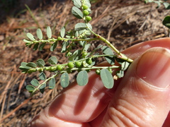 Phyllanthus abnormis