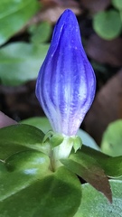 Gentiana saponaria