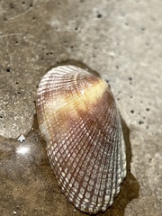 Barbatia domingensis