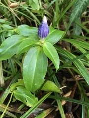 Gentiana saponaria