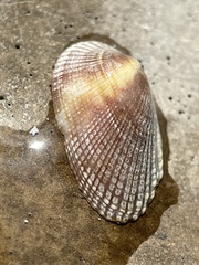 Barbatia domingensis