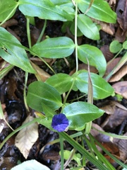 Gentiana saponaria
