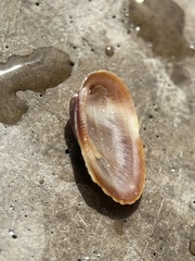 Barbatia domingensis