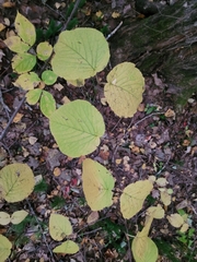 Viburnum lantanoides image
