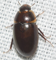 Enochrus