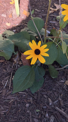 Rudbeckia
