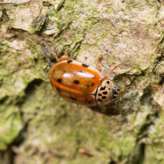 Harmonia quadripunctata