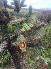 Cylindropuntia prolifera
