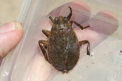 Abedus indentatus