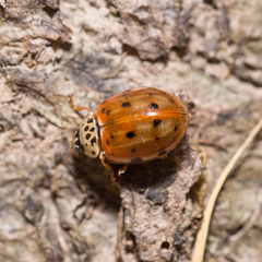 Harmonia quadripunctata