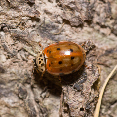 Harmonia quadripunctata