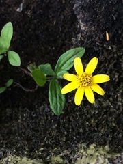 Arnica lanceolata prima