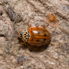 Harmonia quadripunctata