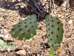 Opuntia macrorhiza