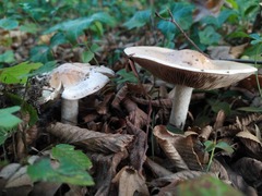 Hebeloma