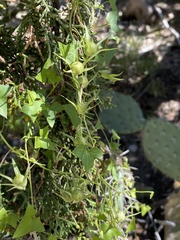 Maurandya antirrhiniflora