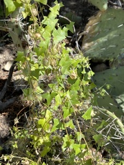 Maurandya antirrhiniflora