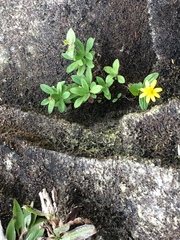 Arnica lanceolata prima