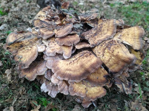 Vejárovec obrovský (Meripilus giganteus)