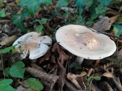 Hebeloma