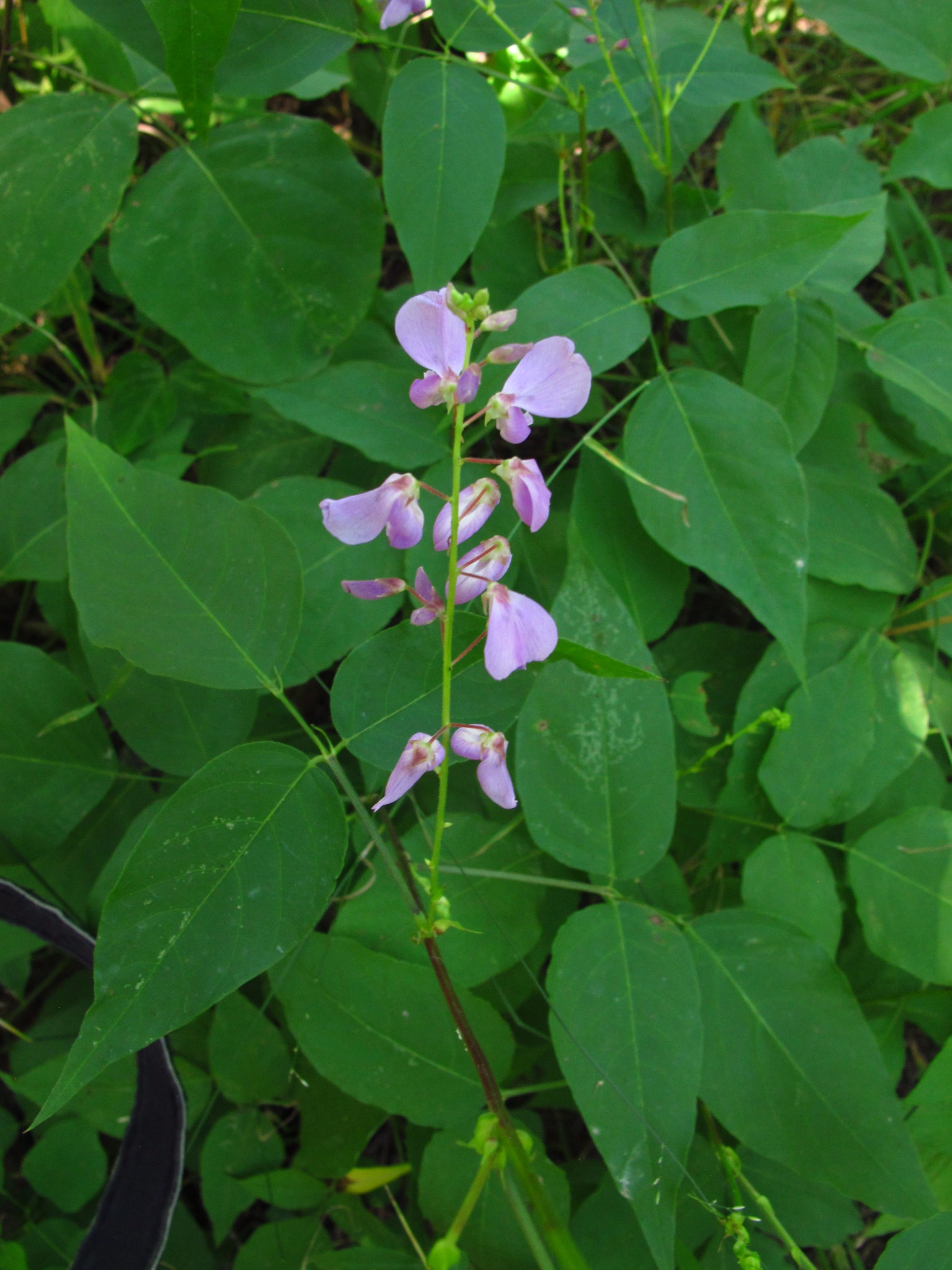 Desmodium cuspidatum