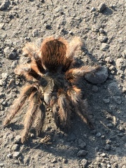 Dugesiella anitahoffmannae