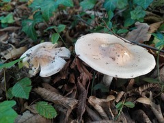 Hebeloma