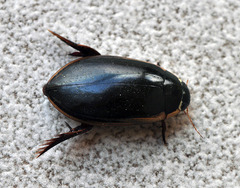 Cybister tripunctatus