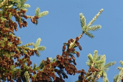 Picea