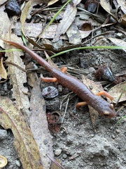 Ensatina eschscholtzii
