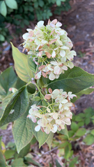 Hydrangea
