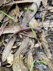 Ensatina eschscholtzii