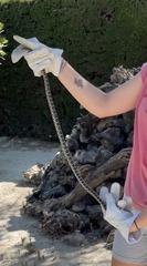 Hemorrhois hippocrepis