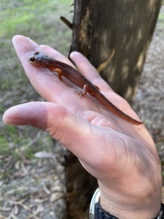 Ensatina eschscholtzii