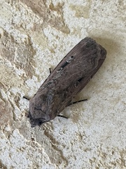 Agrotis infusa