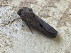 Agrotis infusa