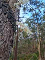 Dendrobium linguiforme