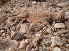 Phrynosoma goodei