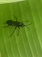Pompilidae