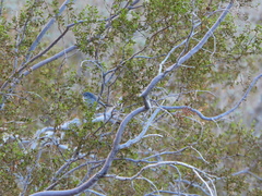 Polioptila melanura