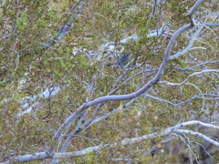 Polioptila melanura