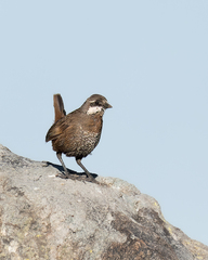 Pteroptochos megapodius