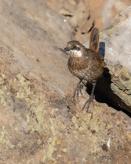 Pteroptochos megapodius