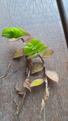 Callisia repens