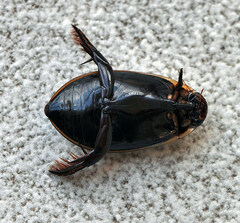 Cybister tripunctatus